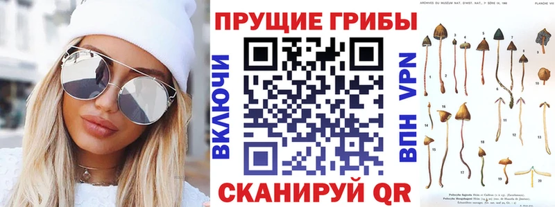 дарк нет телеграм  Кочубеевское  Галлюциногенные грибы Cubensis 